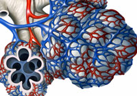 Ivan Stalio | Science | Anatomy | Medical | Alveolus | Alveolo