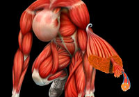 Ivan Stalio | Science | Anatomy | Medical | Athlete Musculature | Muscolatura Atleta