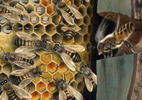Ivan Stalio | Nature | Beehive | Alveare