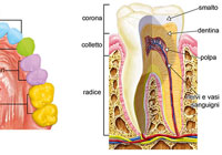 Ivan Stalio | Science | Anatomy | Medical | Dental Cleaning | Pulizia Dentale