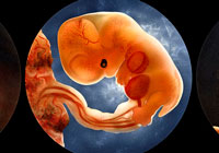 Ivan Stalio | Science | Anatomy | Medical | Fetus Stages | Stadi Feto