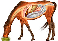 Ivan Stalio | Science | Anatomy | Medical | Horse Digestive System | Sistema Digestivo Cavallo