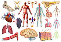 Ivan Stalio | Science | Anatomy | Medical | Human Anatomy 2 | Anatomia Umana 2