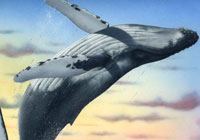 Ivan Stalio | Nature | Humpback Whales | Megattere