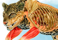 Ivan Stalio | Science | Anatomy | Medical | Leopard Anatomy | Anatomia Leopardo