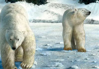 Ivan Stalio | Nature | Polar Bears | Orsi Polari