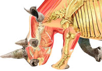 Ivan Stalio | Science | Anatomy | Medical | Rhinoceros Anatomy | Anatomia Rinoceronte