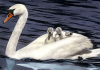 Ivan Stalio | Nature | Royal Swan | Cigno Reale